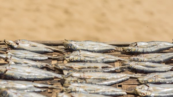 Doktorfische zum Einnehmen