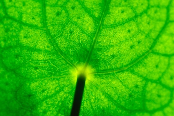Chlorophyll-Tropfen gegen Schuppenflechte und Psoriasis arthritis – was ist dran?