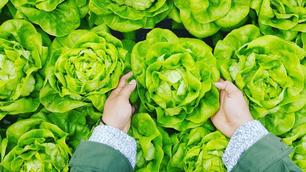 Mehr Informationen zu "Erfahrungsberichte: Wie Betroffene mit der Ernährung ihre Psoriasis besserten"
