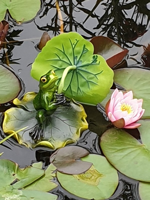 Mehr Informationen zu "Wassergarten"