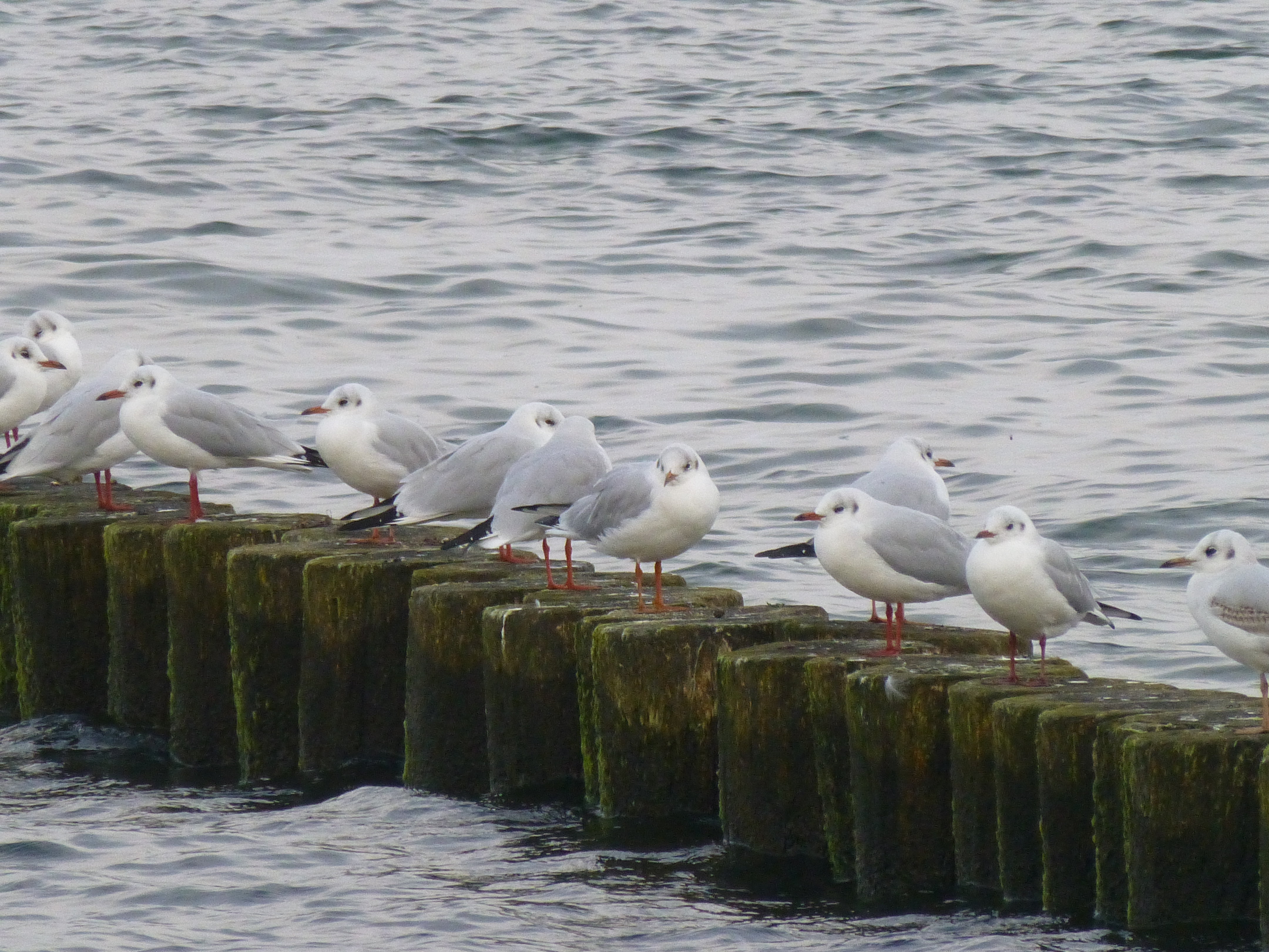 Wasser Vögel