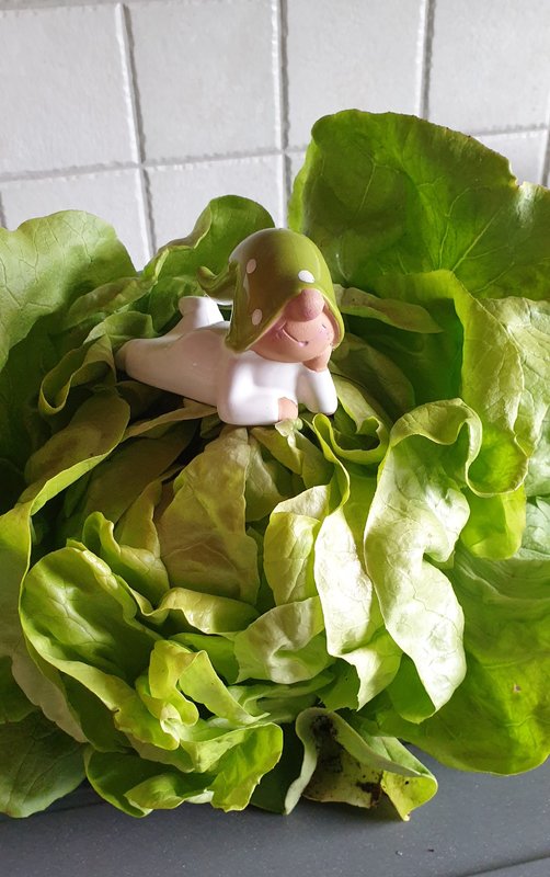 Mehr Informationen zu "Salatköpfchen Nummer 5"