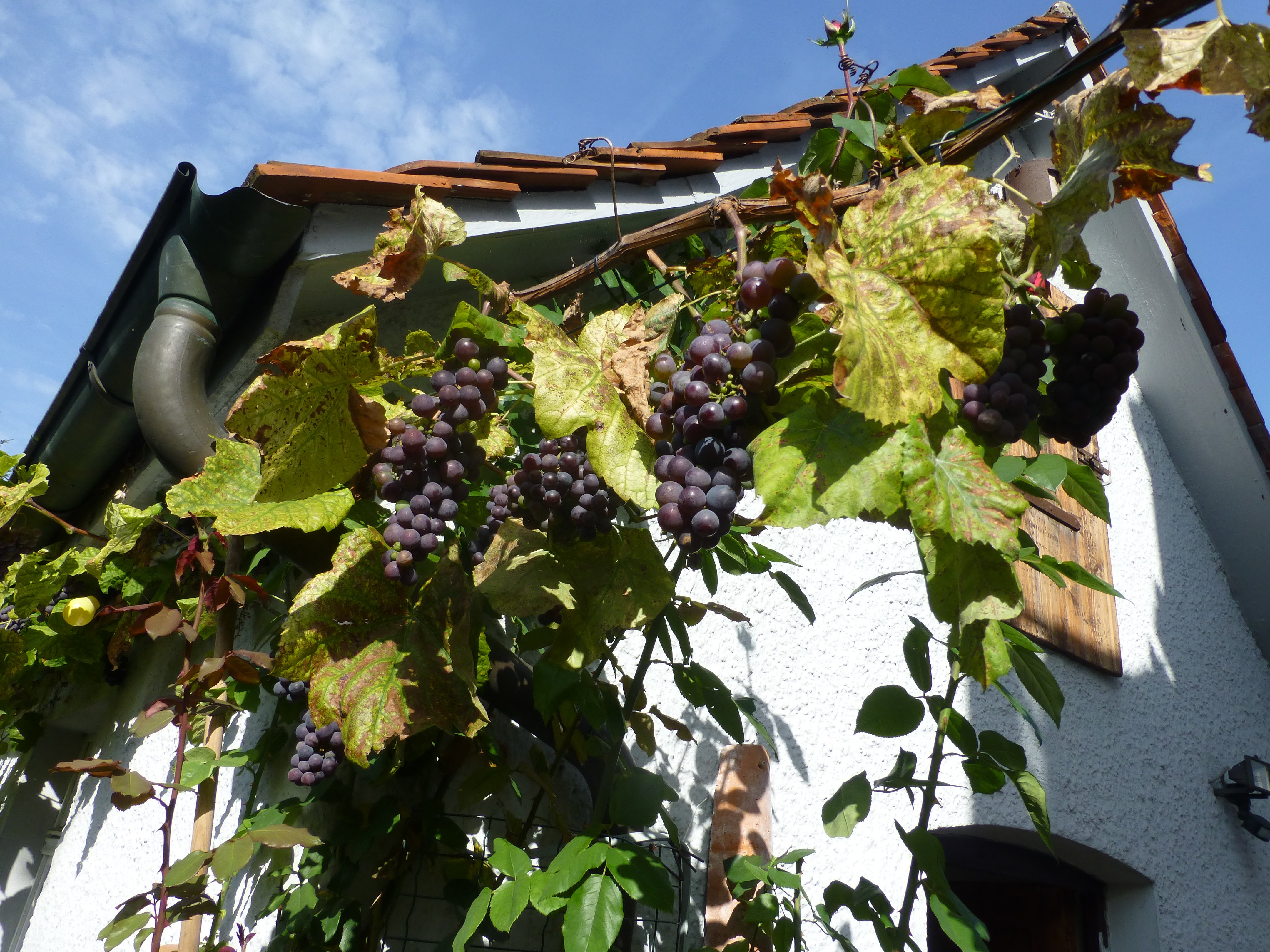 Vielleicht wird es mal Wein
