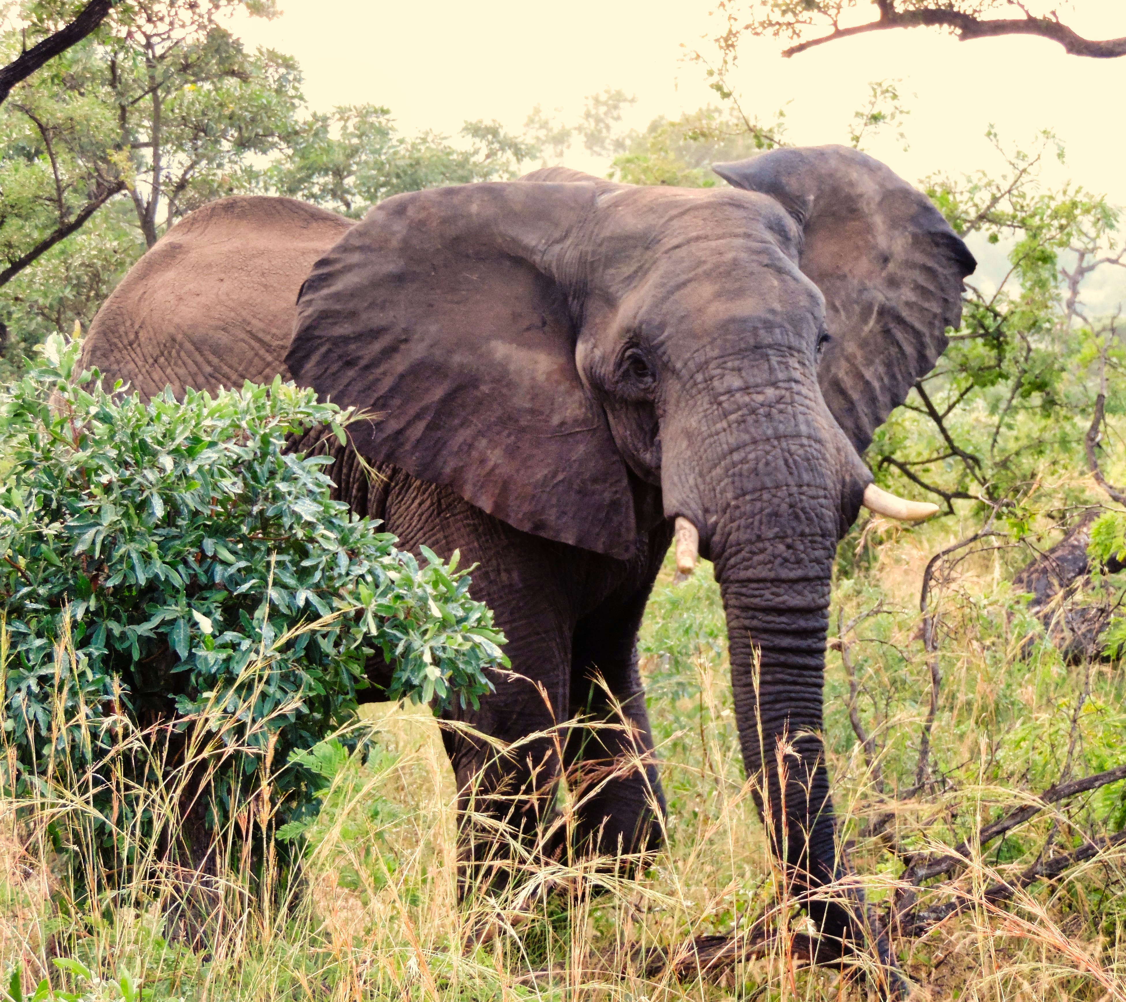 Once upon a time...in Africa