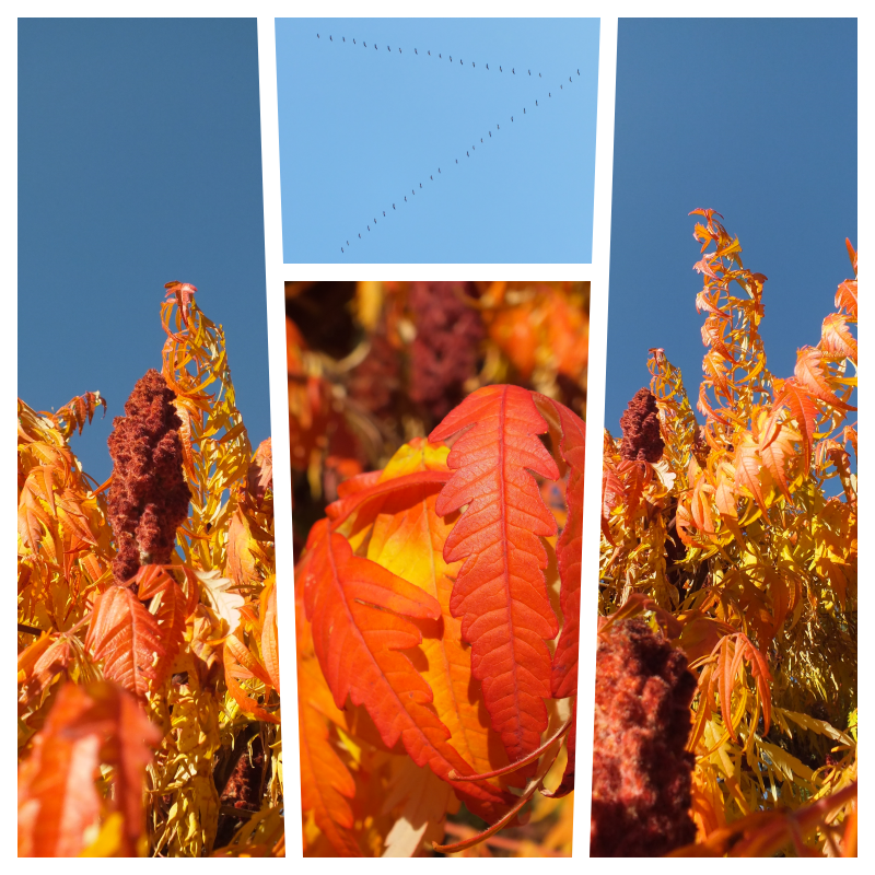 Indian Summer daheim