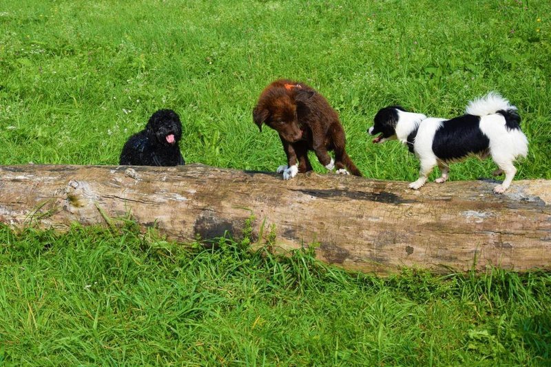 Mehr Informationen zu "Hunde ein Fulltime Hobby"