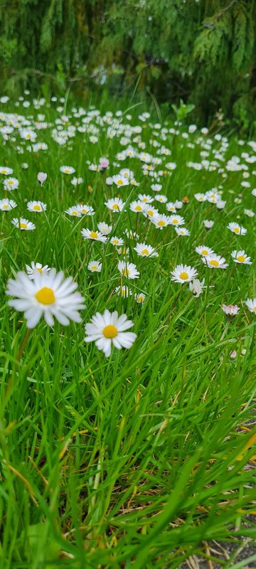 Mehr Informationen zu "Frühlingsfarben"