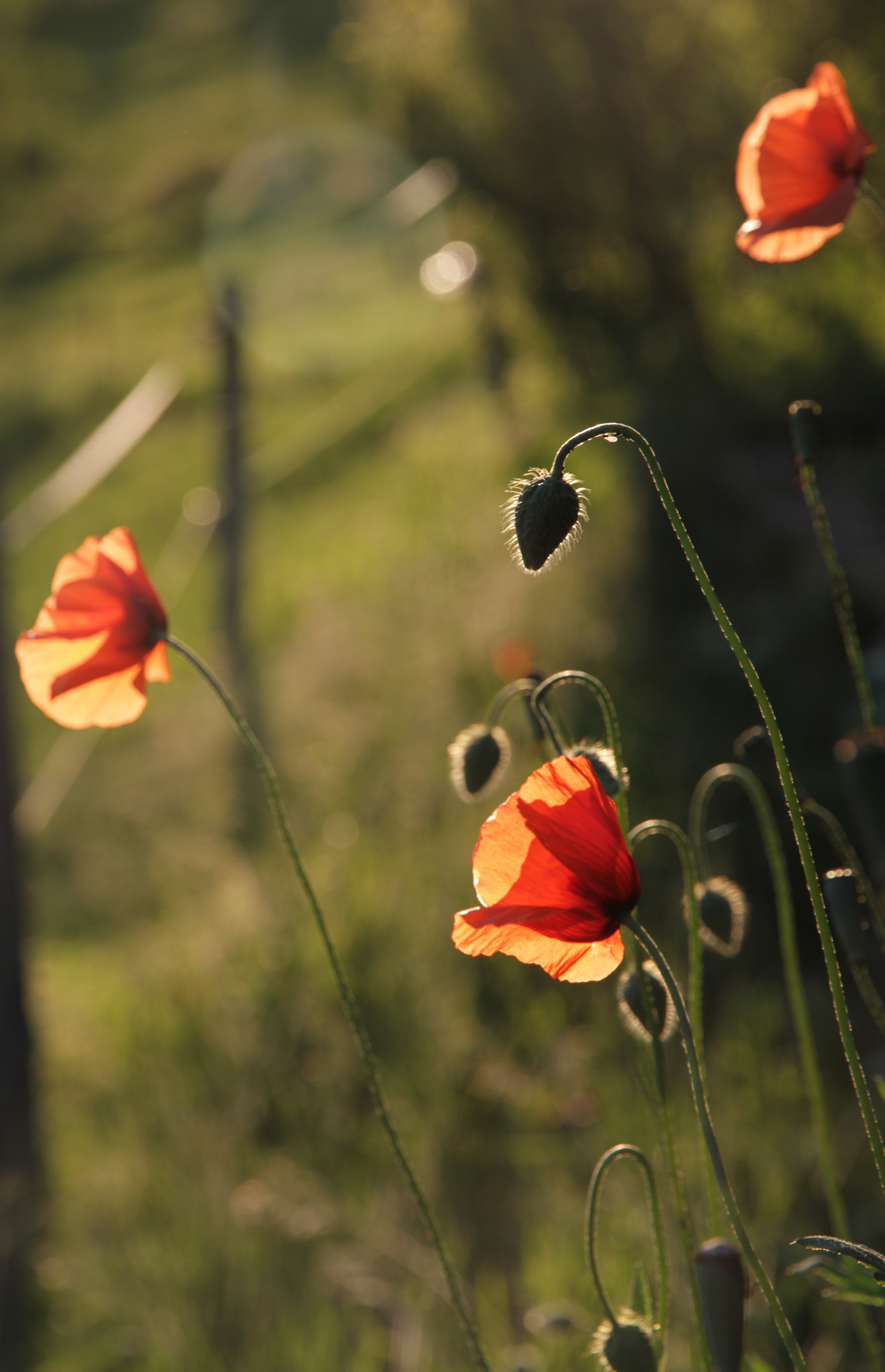 Mohnblüte mit Abendstimmung 2019