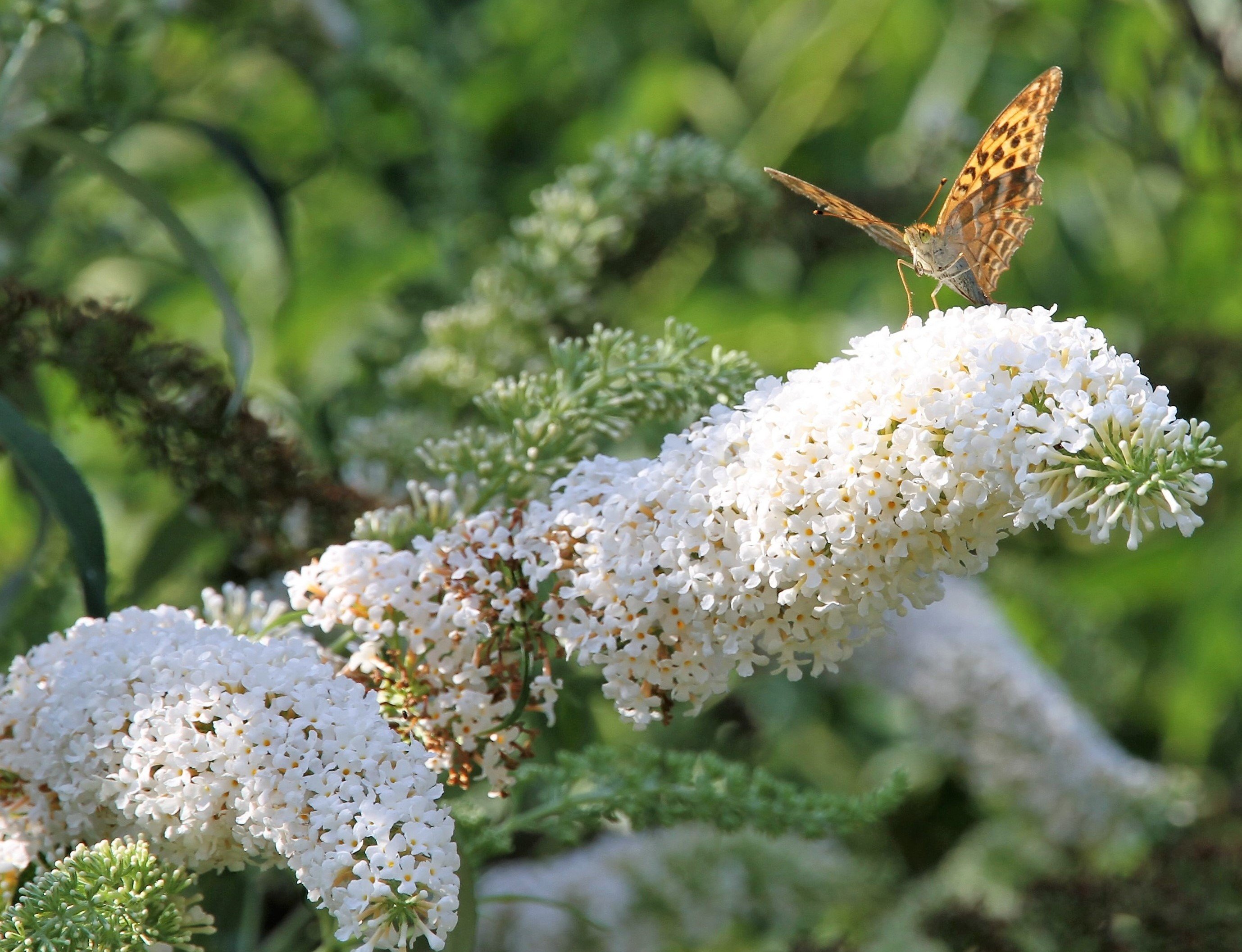 Sommerflieder