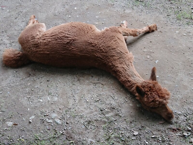 Mehr Informationen zu "Tierische Ruhe"