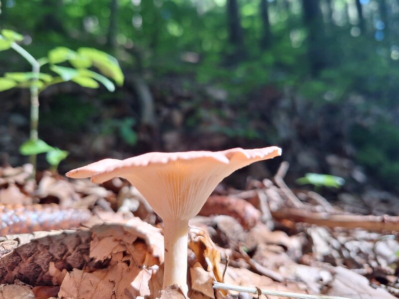 Mehr Informationen zu "Im Wald auf einer Wanderung ein Pilz"