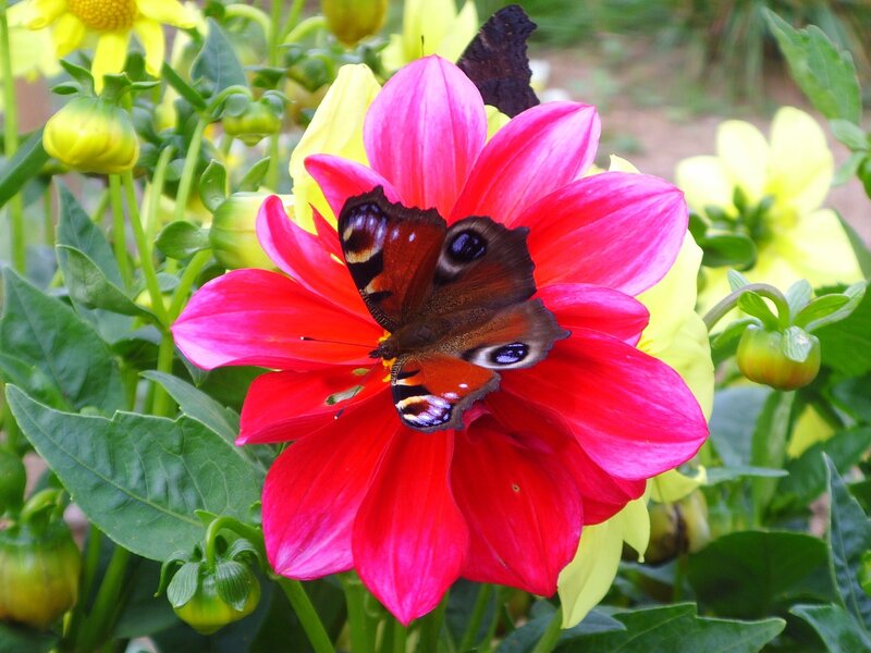 Mehr Informationen zu "Meine Blume 🌸"