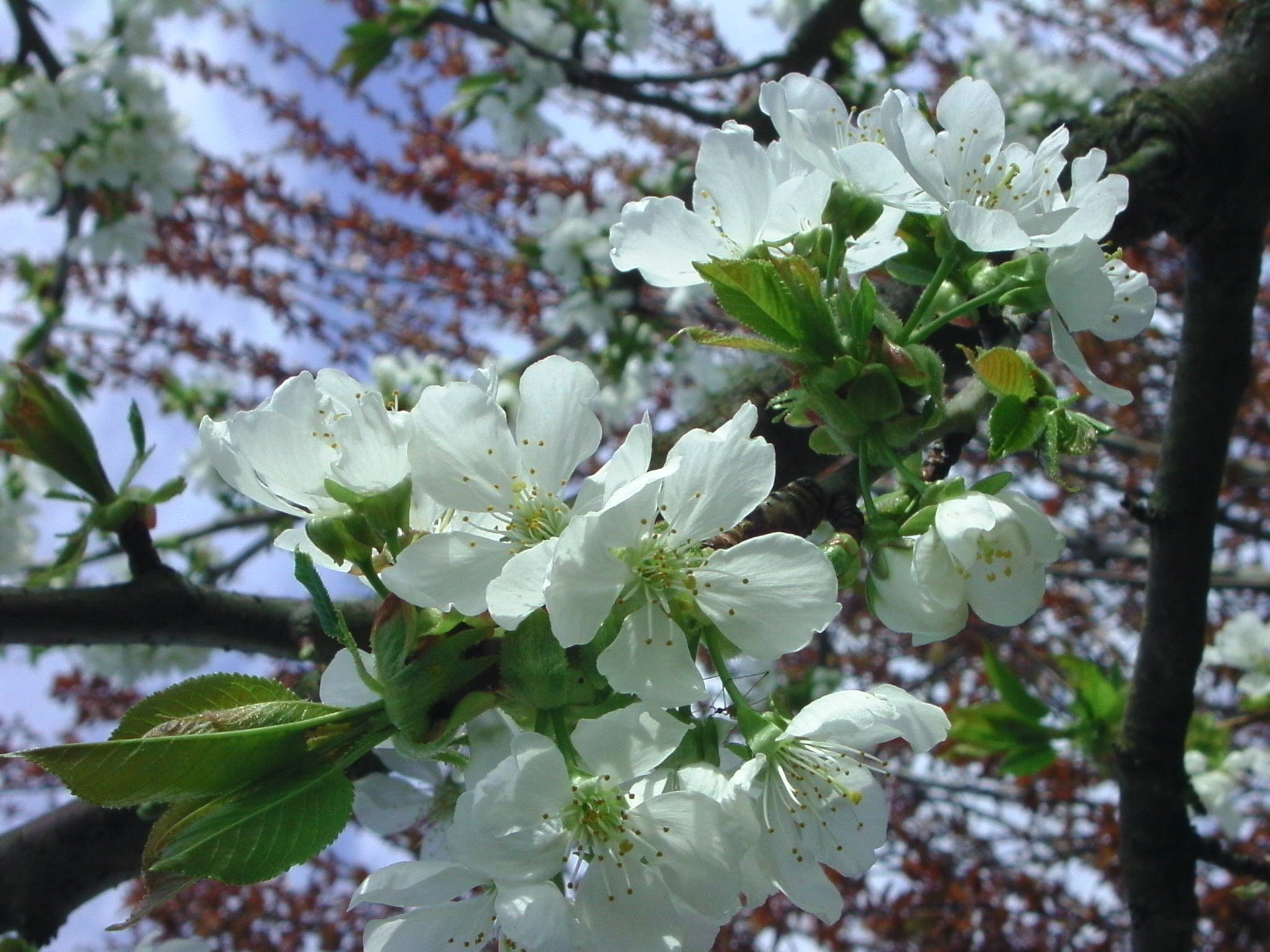 Kirschblüte