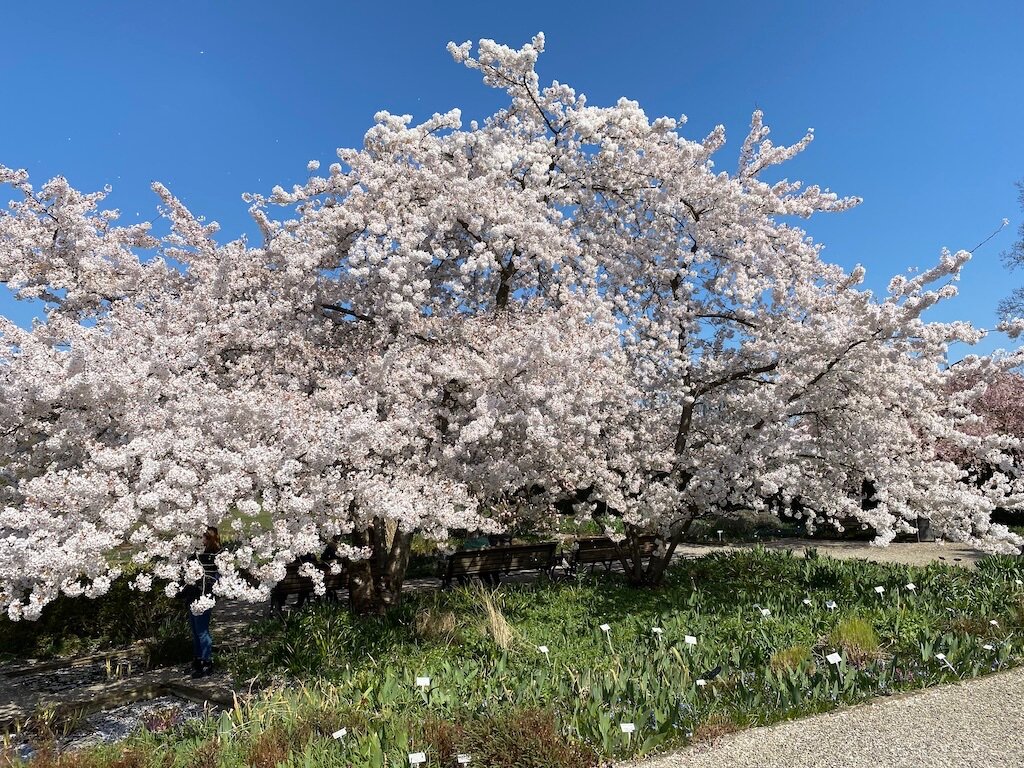 Frühling im Berggarten