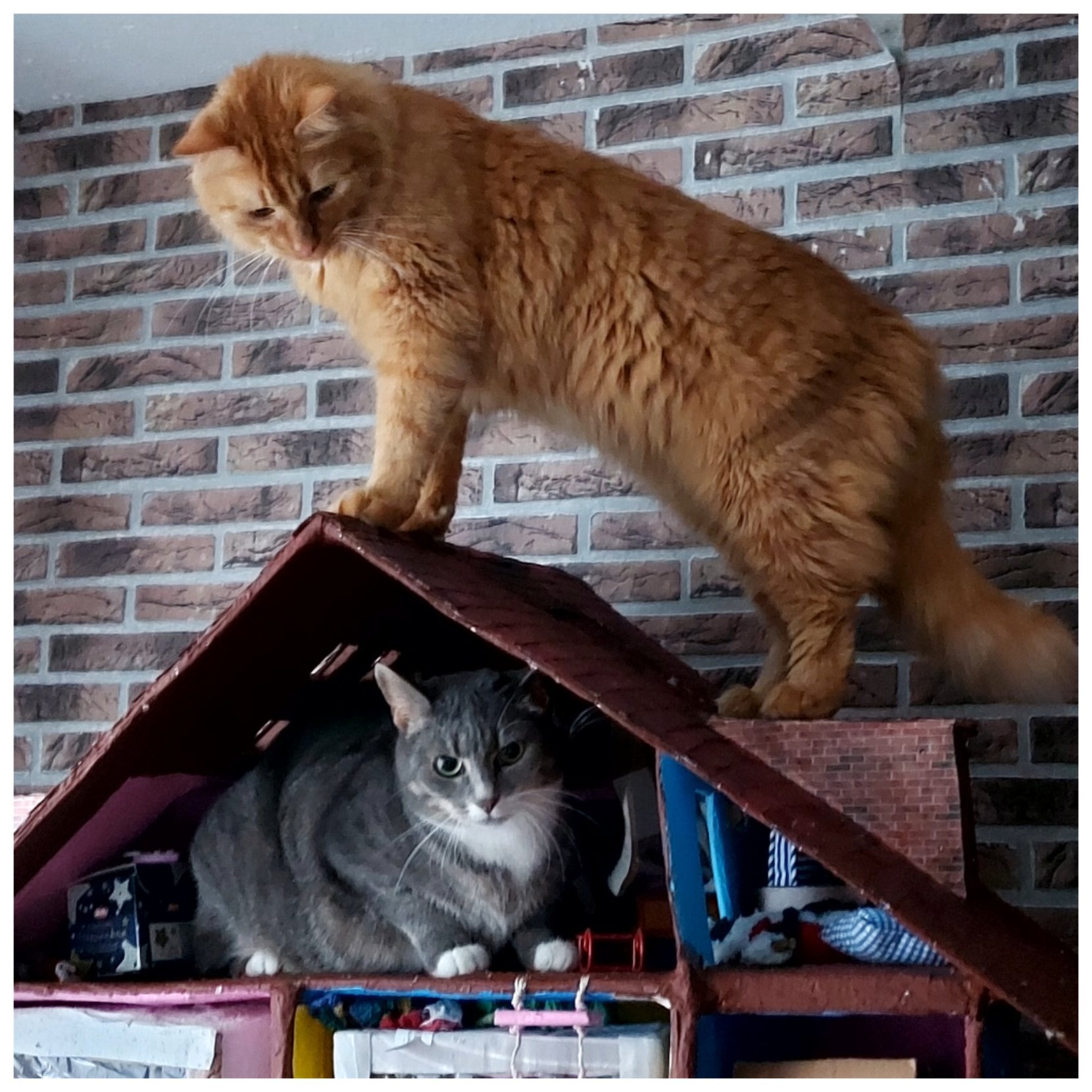 Katzen