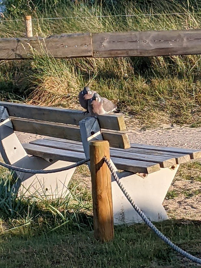 Kuscheltauben auf der Sitzbank
