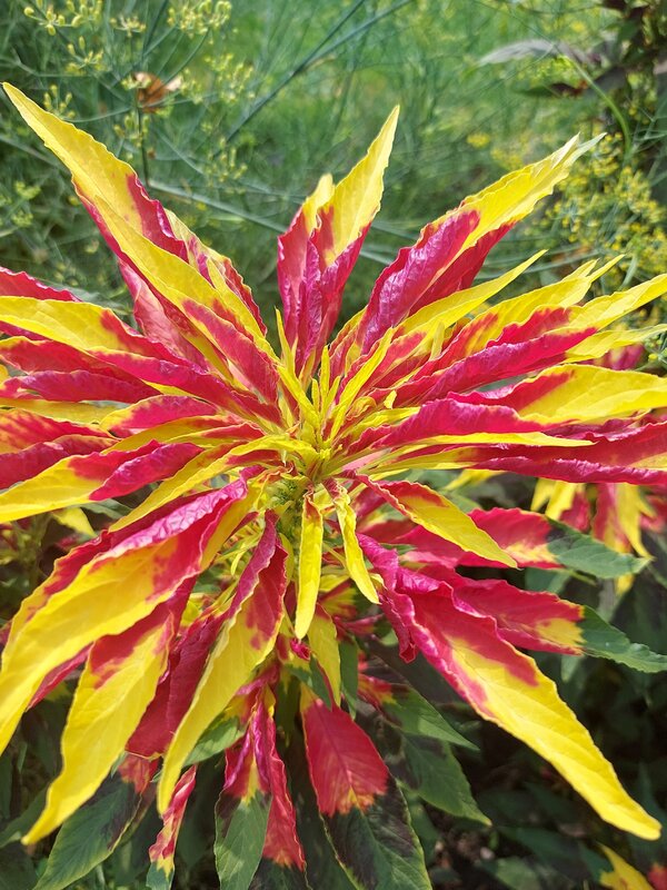 Mehr Informationen zu "Farbenfroh"