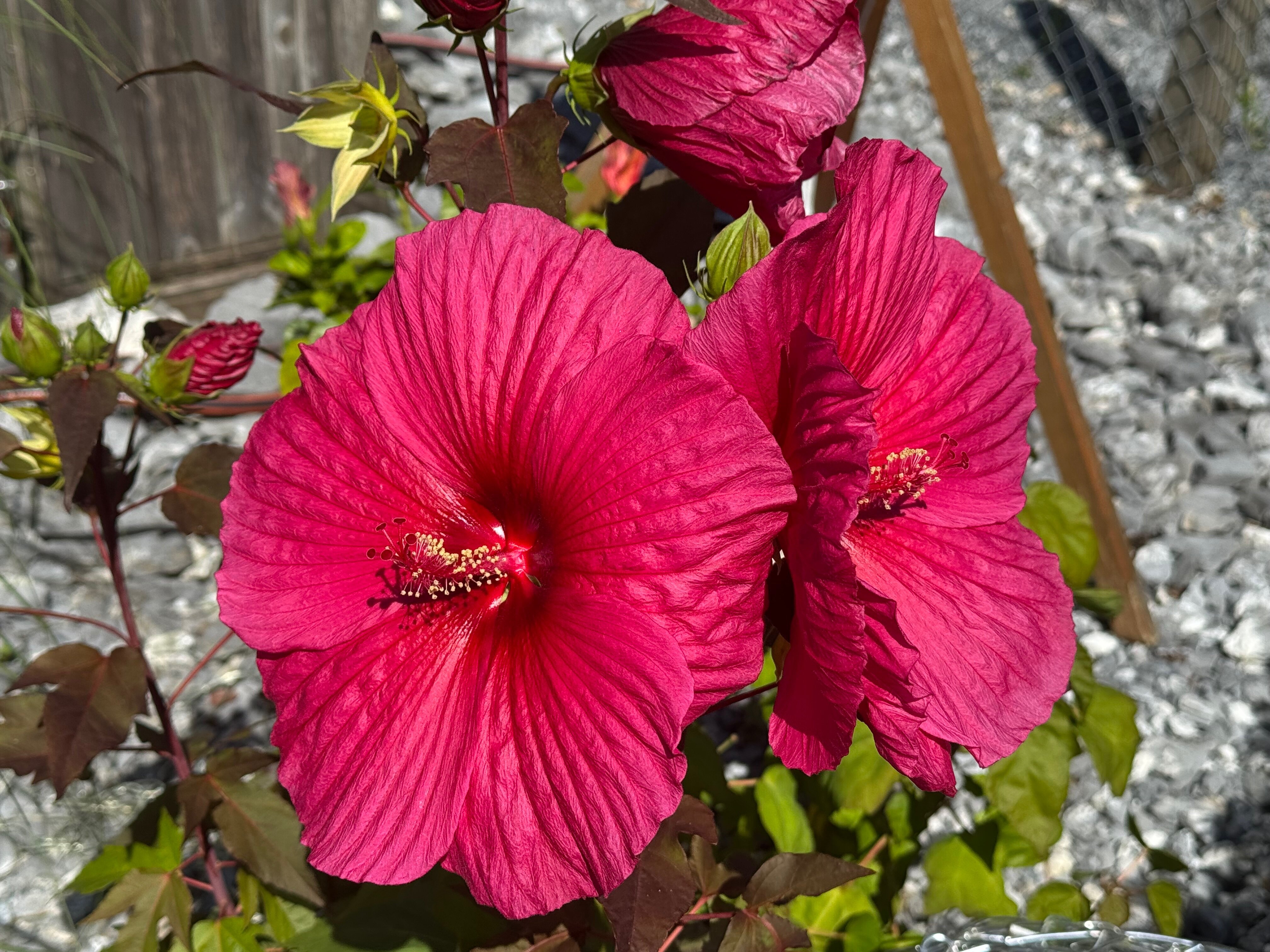 unsere Blume