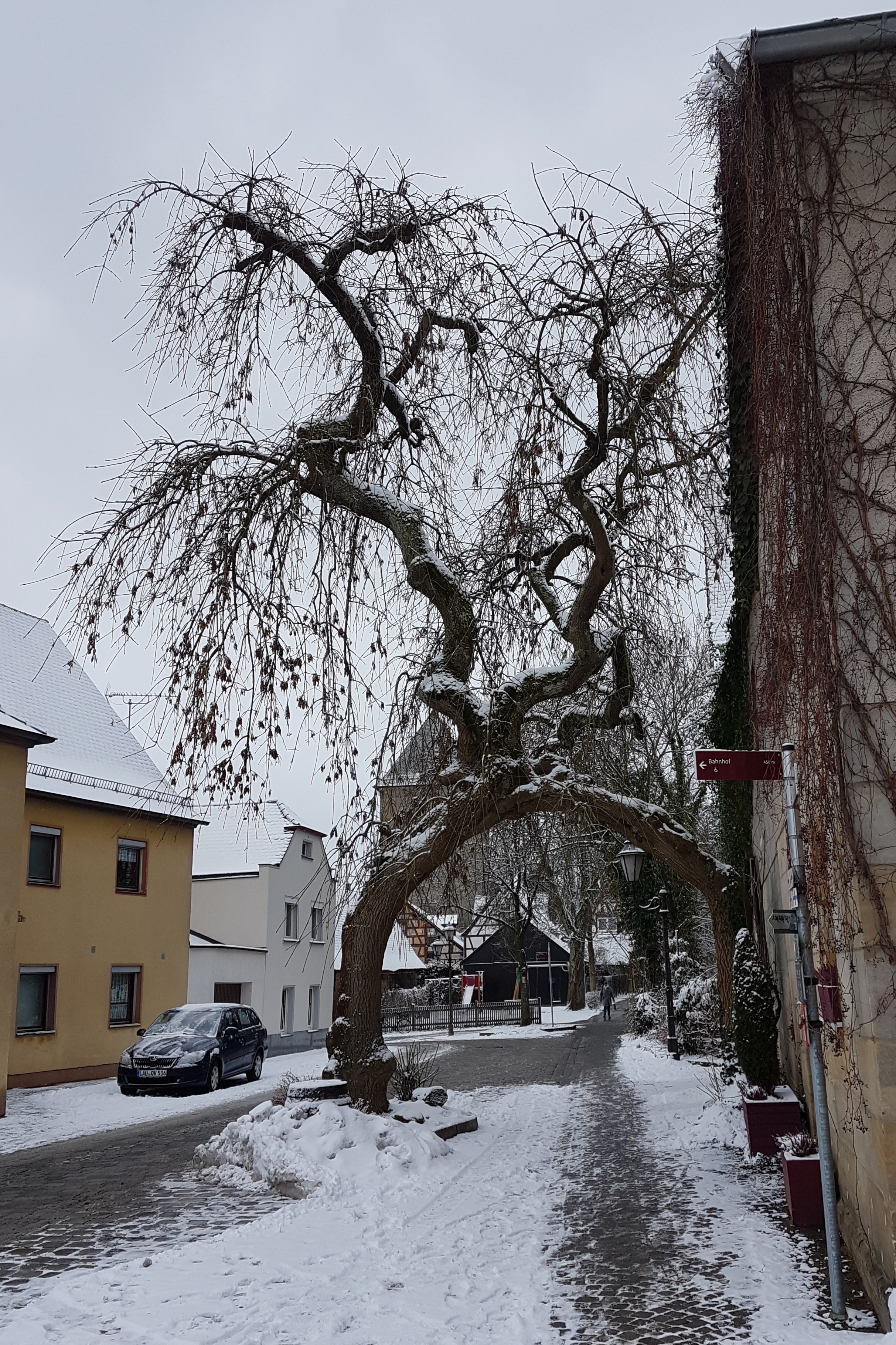 Zwei Bäume oder doch nur einer?