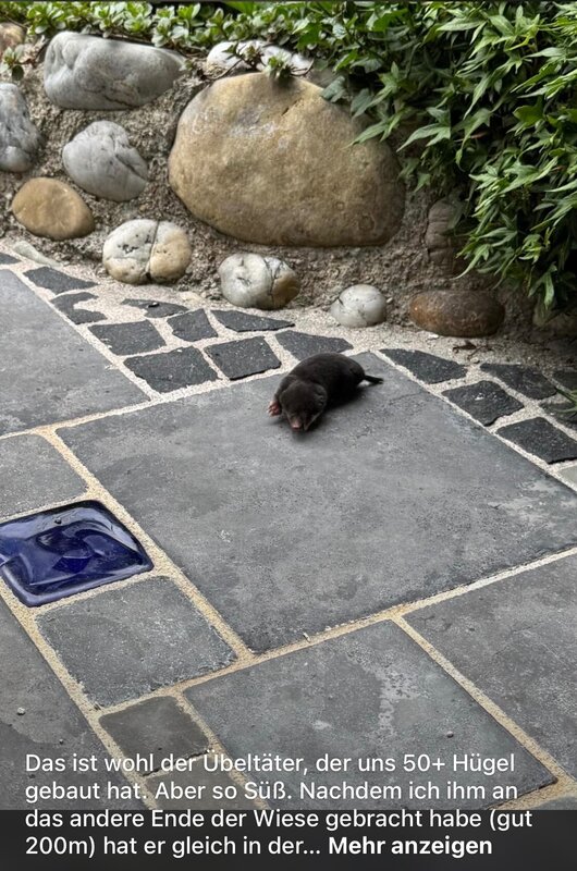 Mehr Informationen zu "Maulwurfˋs Kurzbesuch"