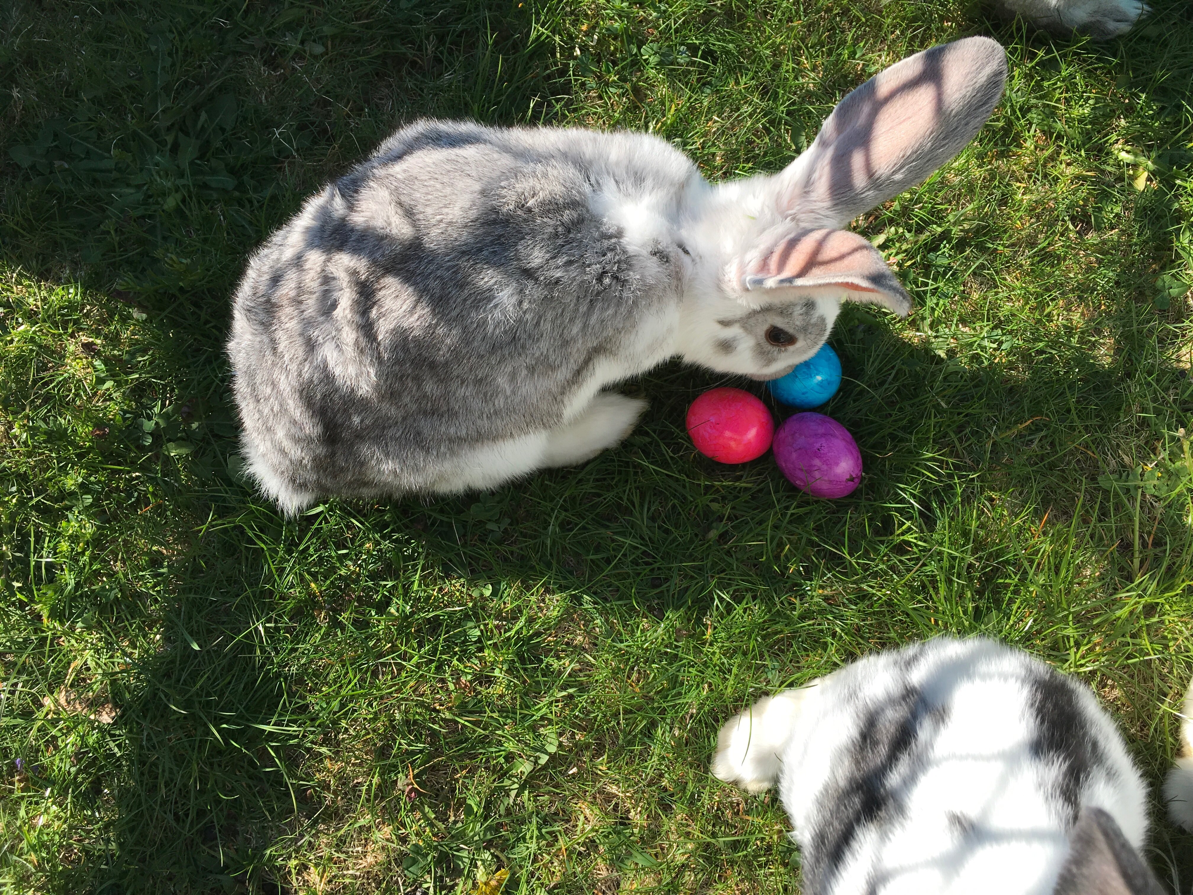 Osterhase