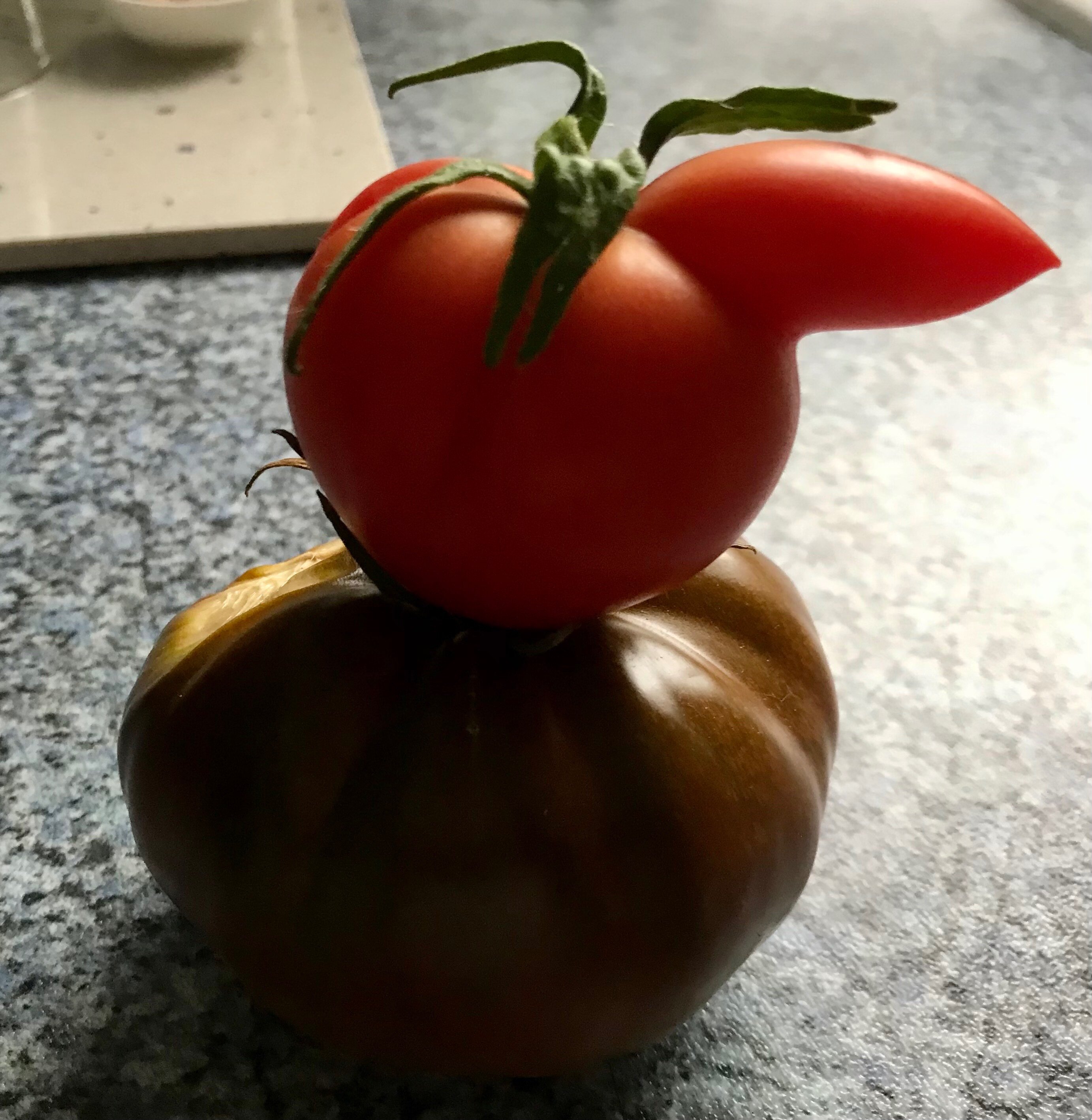 Tomatenvogel