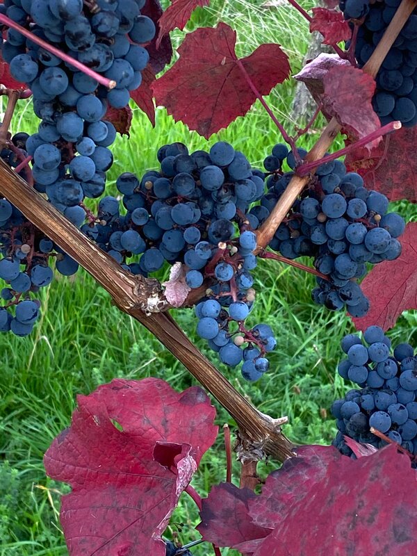 Mehr Informationen zu "Goldener Oktober - der neue Jahrgang"