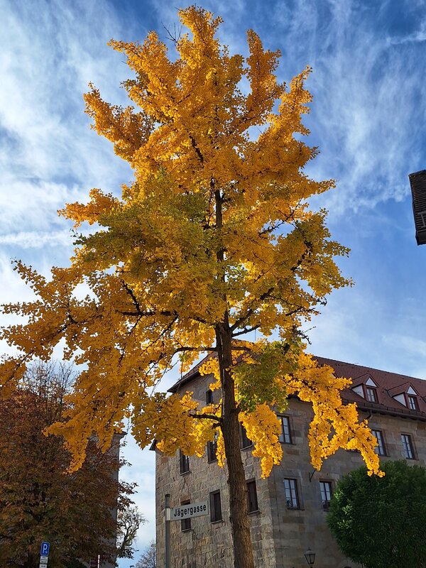 Mehr Informationen zu "Gelbe Blätter"