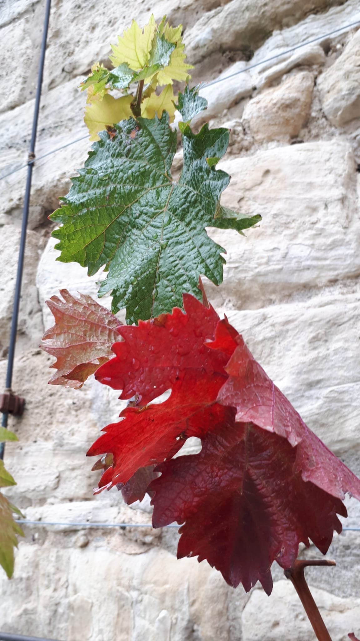 Buntes Weinlaub an der Unstrut