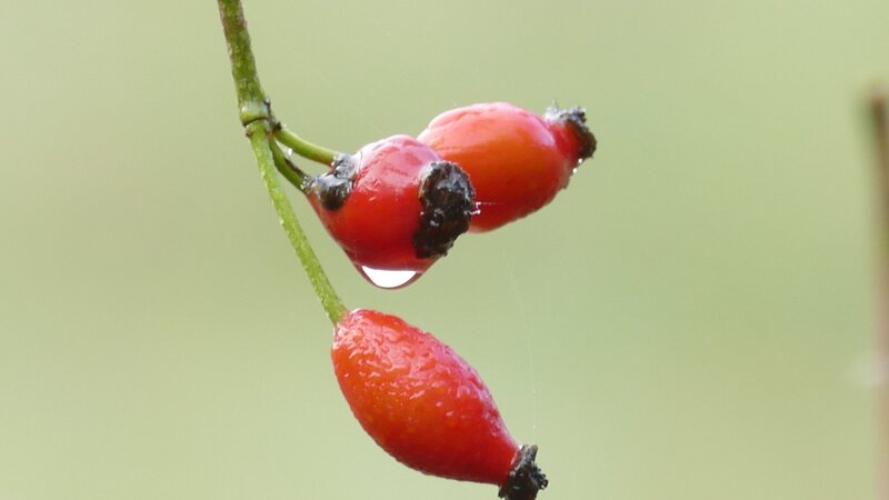 Mehr Informationen zu "Sommerabschiedsfrüchte !!!"