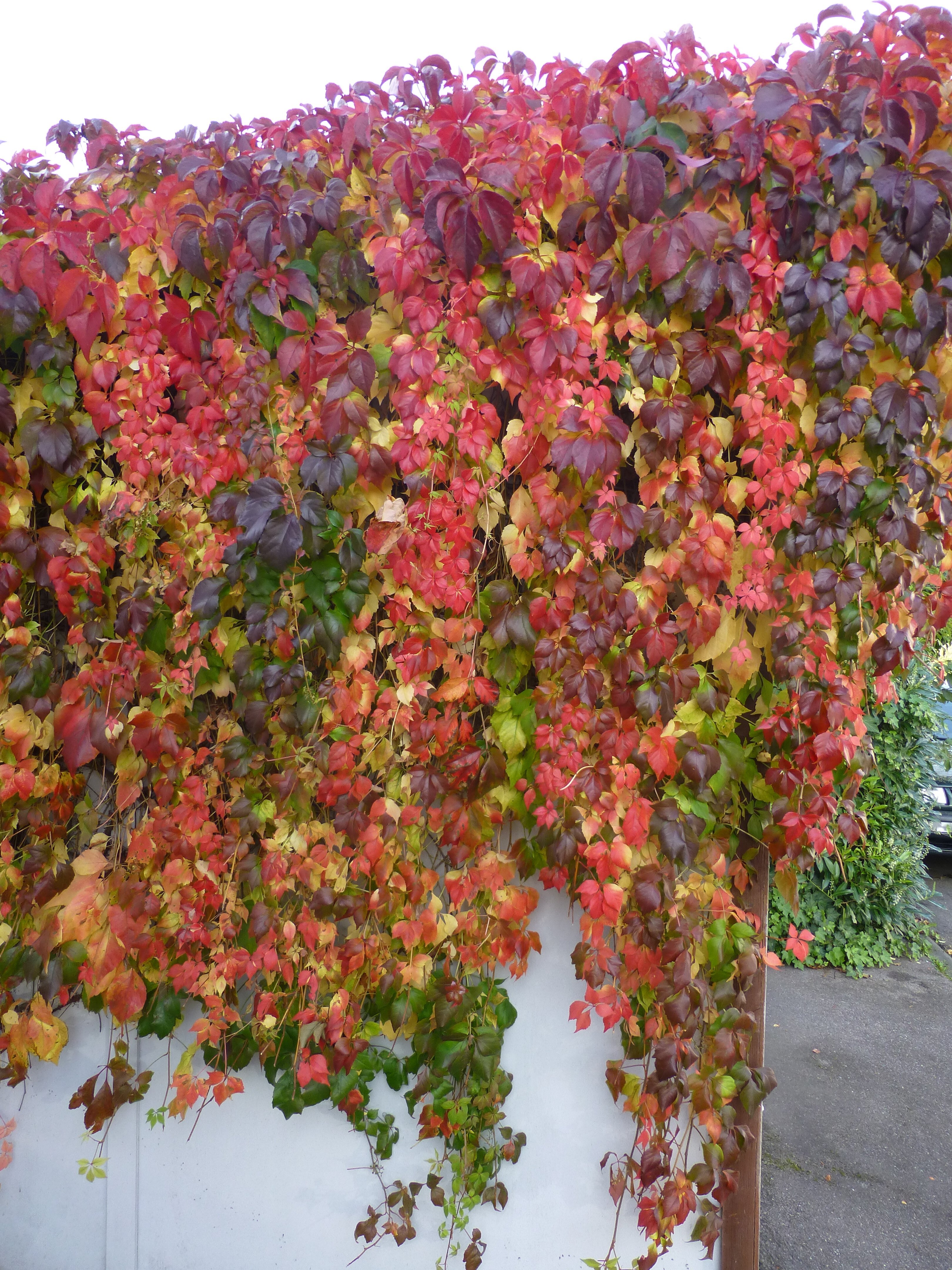 Jedes Blatt ist anders