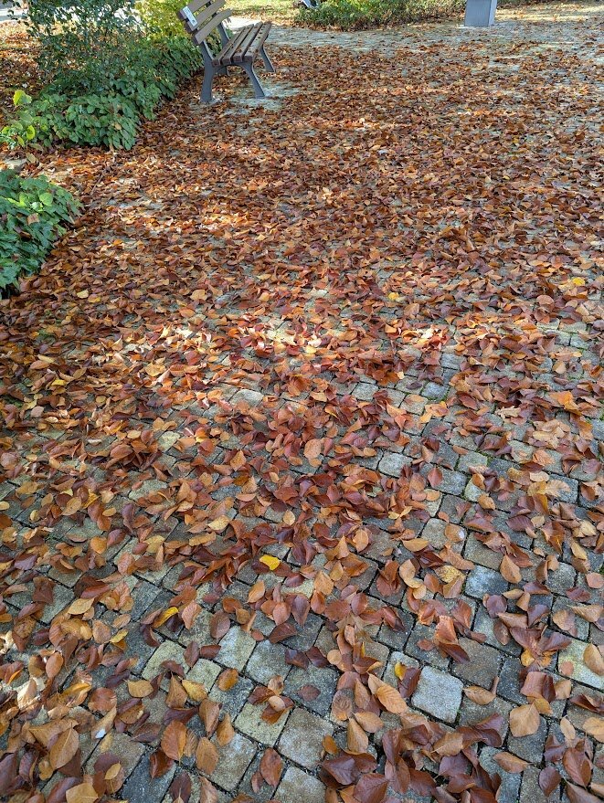 Schöner bunter Blätterteppich.....