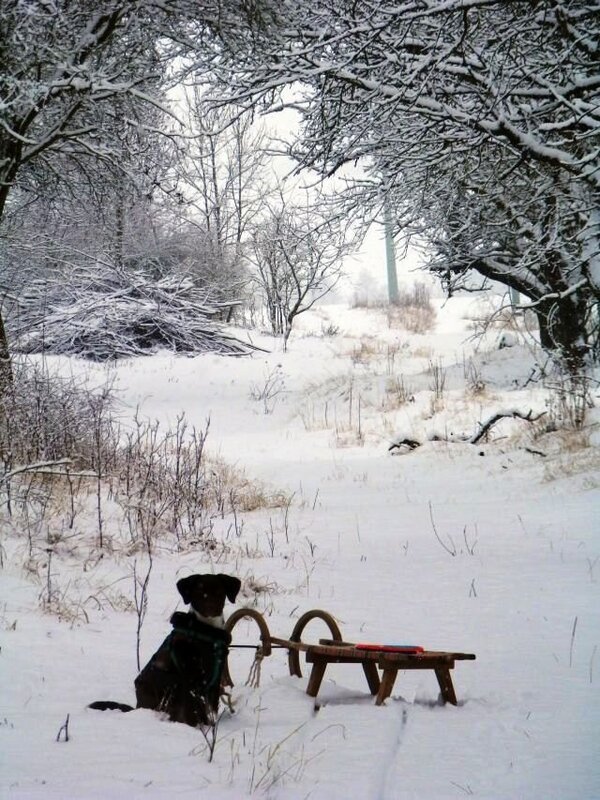 Mehr Informationen zu "Ende Dezember wirds weiß"