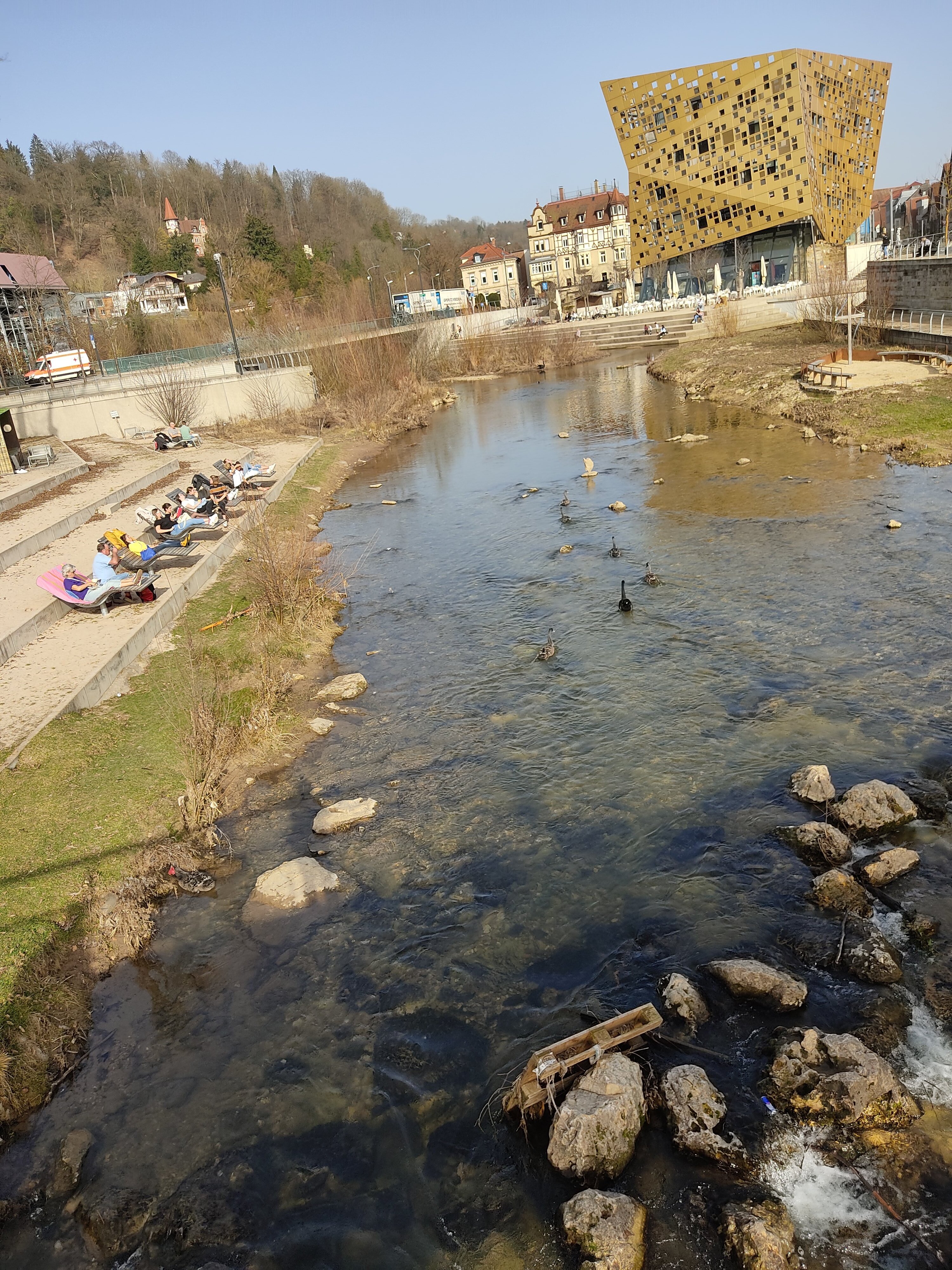 Schwäne in der Rems