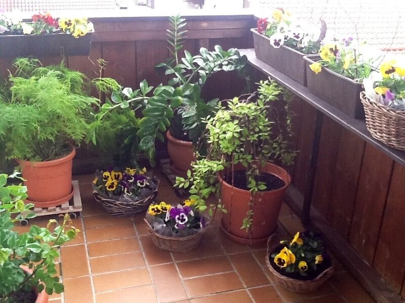 Mehr Informationen zu "Stiefmütterchen"