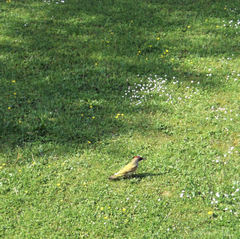 BadRothenfelde2010_4_