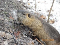 Nutrias in Bad Sulza