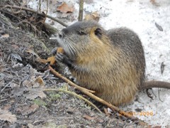 Nutrias in Bad Sulza