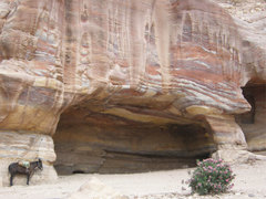 Esel an Höhle