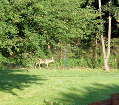 BadRothenfelde2010_13_.JPG