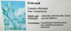 Erdrauch