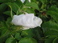 Nordseeklinik-Duftende Weg zum Strand