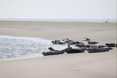 Borkumer  Seehunde in der Schutzzone