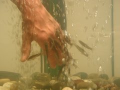 Knabberfische im Einsatz