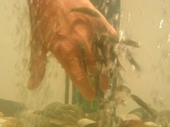 Knabberfische im Einsatz