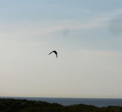 Die Gegend von Norderney