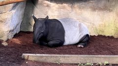 Tapir