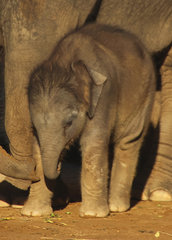 Kleiner Elefant.jpg