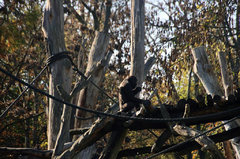 Zoo16.jpg
