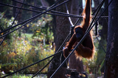 Zoo22.jpg